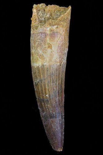 Spinosaurus Tooth - Kem Kem Basin, Morocco #70889